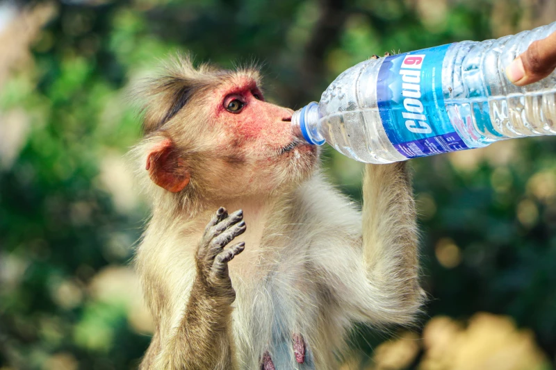 प्राइमेट्स पर प्रयोग