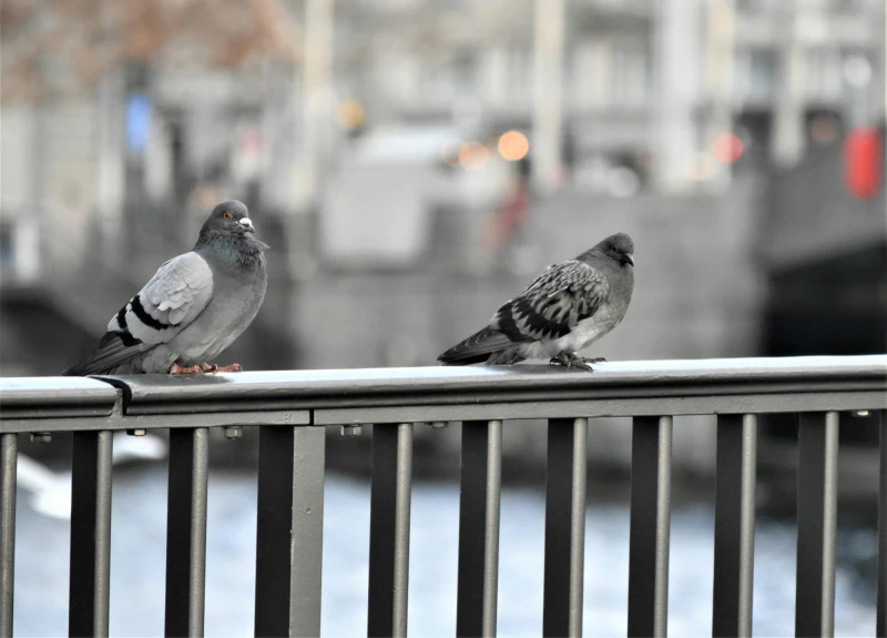aves