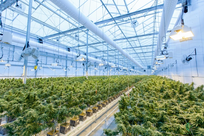 Cannabis and Mental Health: What the Latest Data Shows