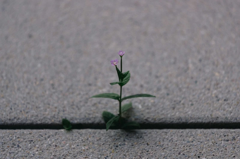 Stoicism and Pain Management: Scientific Approaches Without Romanticizing 'Endurance'
